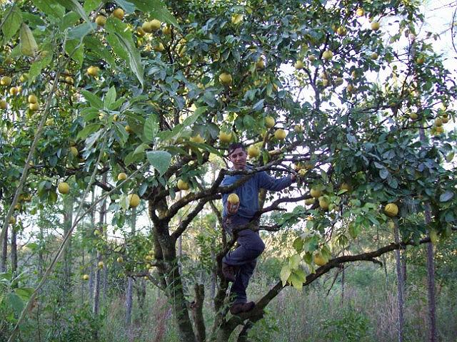 Paskal en el gran pomelo.jpg